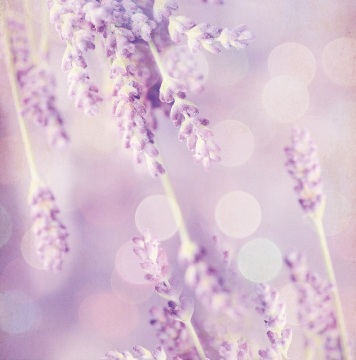 Fleurs Lavendel Duftsachet Suisse120x120
